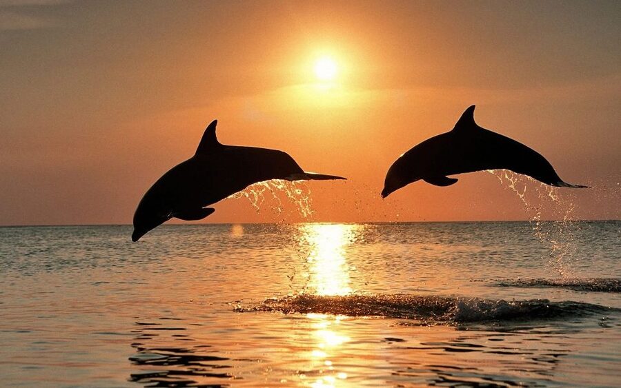 Pula: Brijuni Sunset Dolphin Cruise with Dinner & Drinks - Finding dolphins in the Adriatic