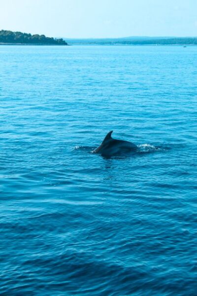 Brijuni Sunset Dolphin Cruise with Dinner & Drinks