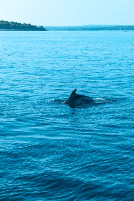Pula: Brijuni Sunset Dolphin Cruise with Dinner & Drinks - Brijuni National Park from the water