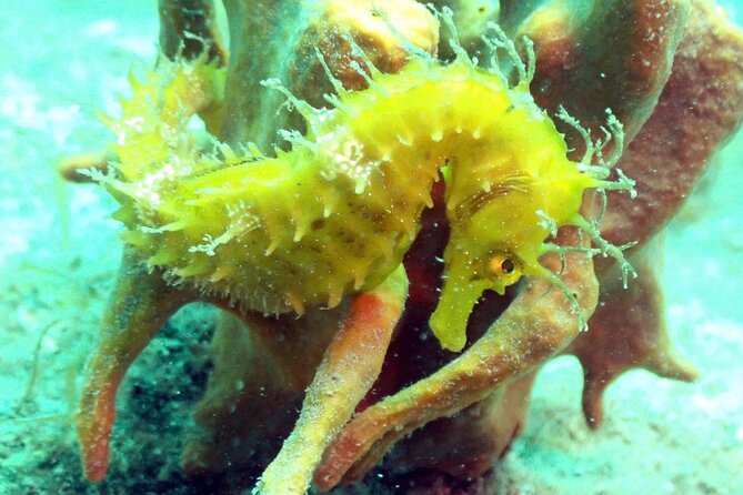 Pula Discover Scuba Diving Package - Starting at Park Plaza Histria Pula at 10 a.m.