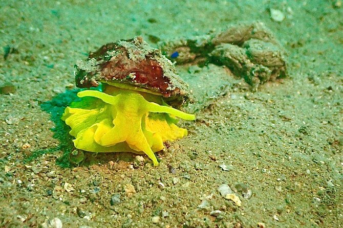 Pula Discover Scuba Diving Package - Who will enjoy this most?