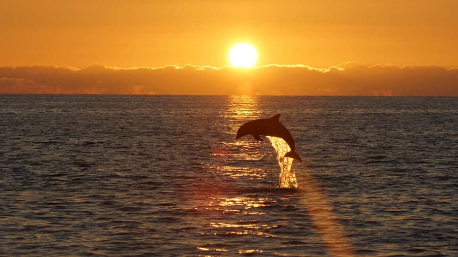 Pula: Dolphin Sunset Cruise to Brijuni with Dinner & Drinks - Key points to know before booking