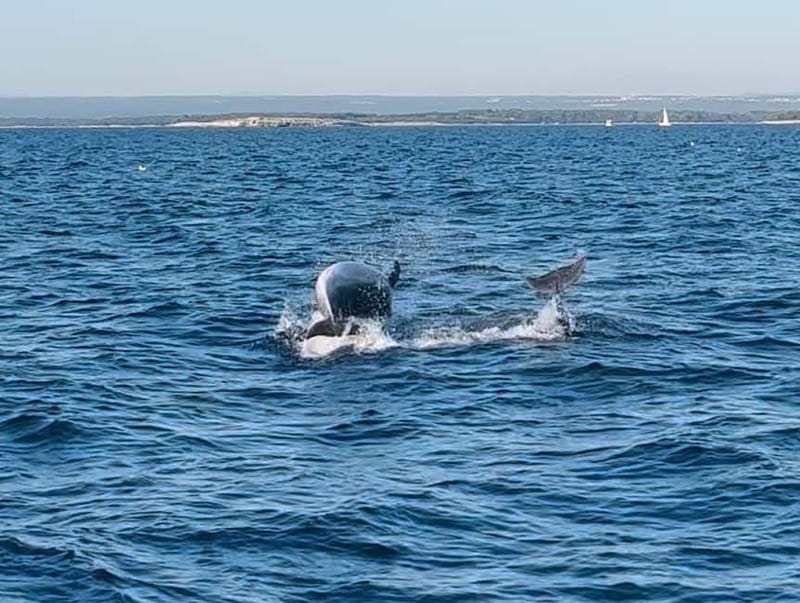 Pula: Dolphin-Watching Cruise at Sunset with Dinner & Drinks - Reaching the dolphin zone near Brijuni