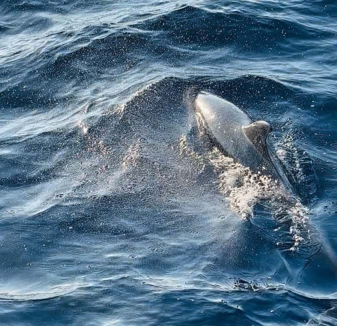 Pula: Dolphin-Watching Cruise at Sunset with Dinner & Drinks - Who will enjoy this three-hour cruise most