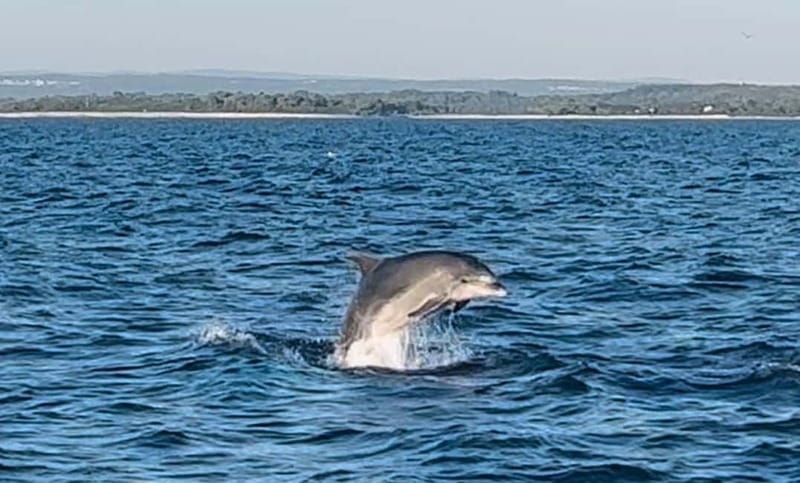 Pula: Dolphin-Watching Cruise at Sunset with Dinner & Drinks - Should you book the Brijuni dolphin cruise?