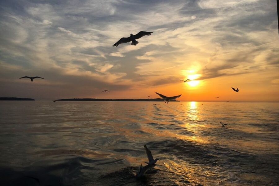 Pula: Dolphin Watching Sunset Cruise with Dinner & Drinks - My final take: book it for the whole evening
