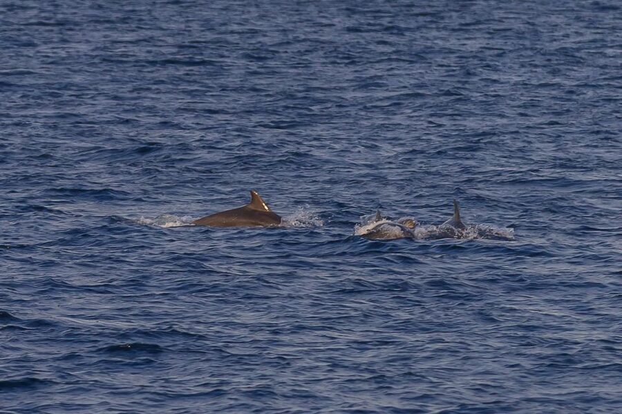 Pula: Dolphin Watching Sunset Cruise with Dinner & Drinks - Dinner at sea: three choices and unlimited drinks
