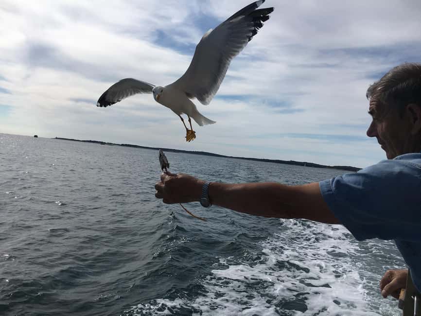 Pula: Dolphin Watching Sunset Cruise with Dinner & Drinks - Weather, comfort, and practical planning