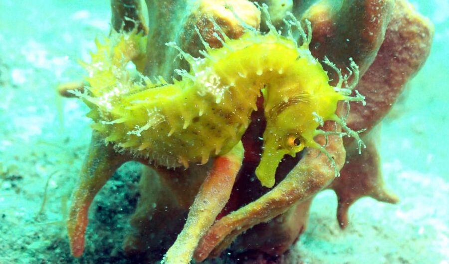 Pula: Introduction to Scuba Diving - Entering the Adriatic for the first time