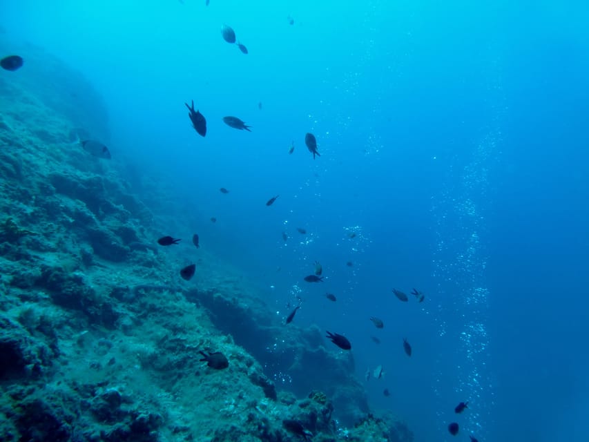 Pula: Introduction to Scuba Diving - Sea creatures at 7 to 8 meters