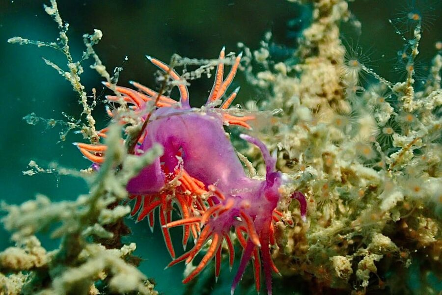 Pula: Introduction to Scuba Diving - Is $100 per person good value?