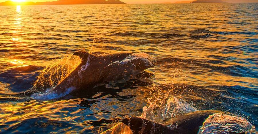 Pula: National Park Brijuni Dolphin Cruise with Dinner - Key points to know before you book