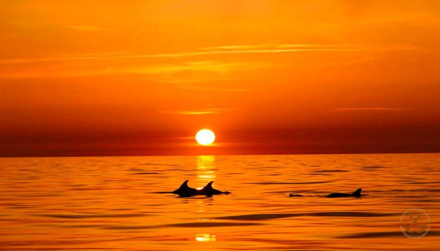 Pula: National Park Brijuni Dolphin Cruise with Dinner - What this Pula cruise actually offers
