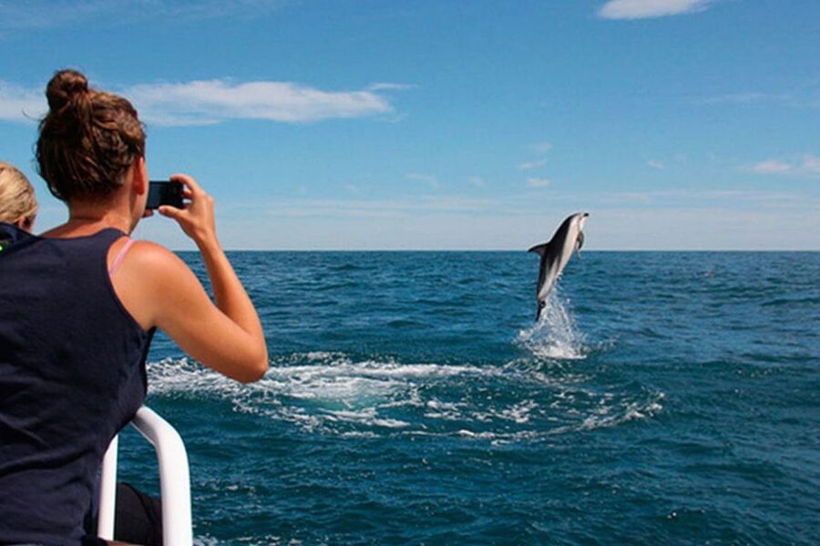 Pula: National Park Brijuni Dolphin Cruise with Dinner - Searching for dolphins in open water