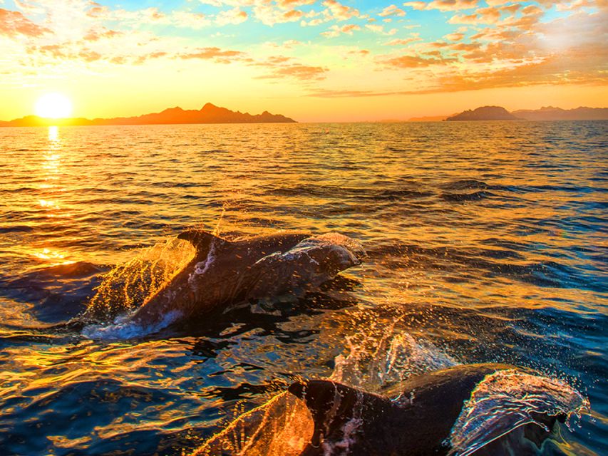 Pula: National Park Brijuni Dolphin Cruise with Dinner - Leaving Pula for the Brijuni coast