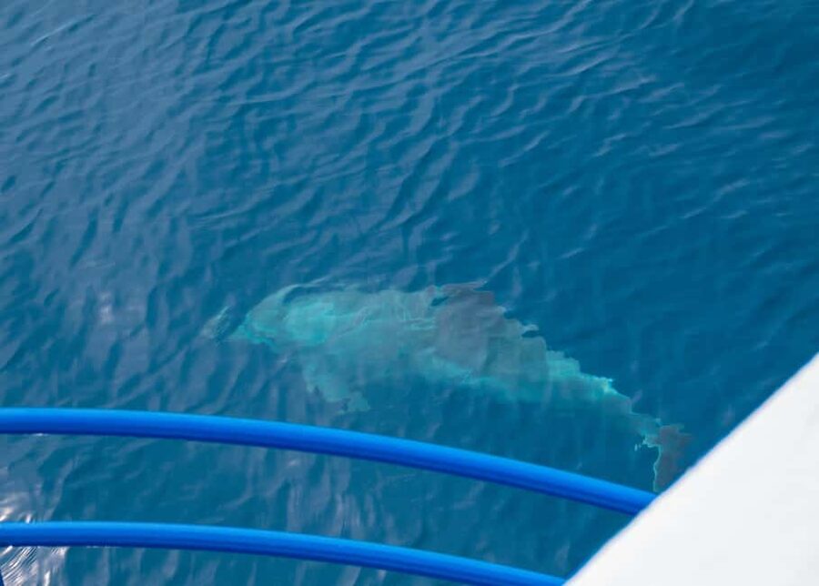Pula: Private Dolphins & Sunset Tour With Dinner & Drinks - Who Will Enjoy This Boat Tour Most?