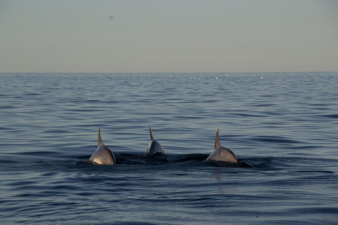 Pula: Private Golden Hour Sail - Dolphins, Drinks & Brijuni Views - Dolphin watching with the right expectations