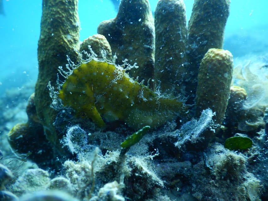 Pula: Private Introduction to Scuba Diving - Who Will Enjoy This Most