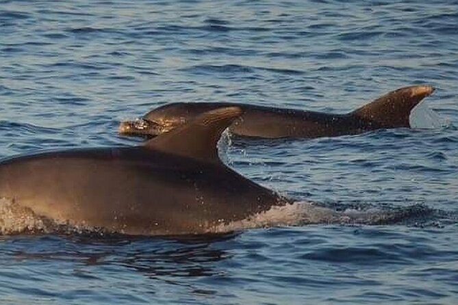 Romantic Boat Trip with Dolphin Watching - Group size, comfort, and who will enjoy it