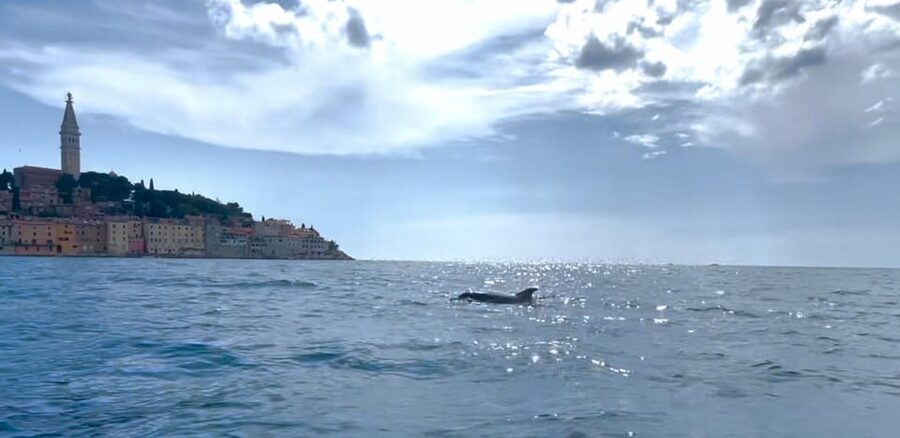 Rovinj: BUBA SUNSET KAYAK, snorkeling&driknks incuded - Walking around Sveta Katarina Island