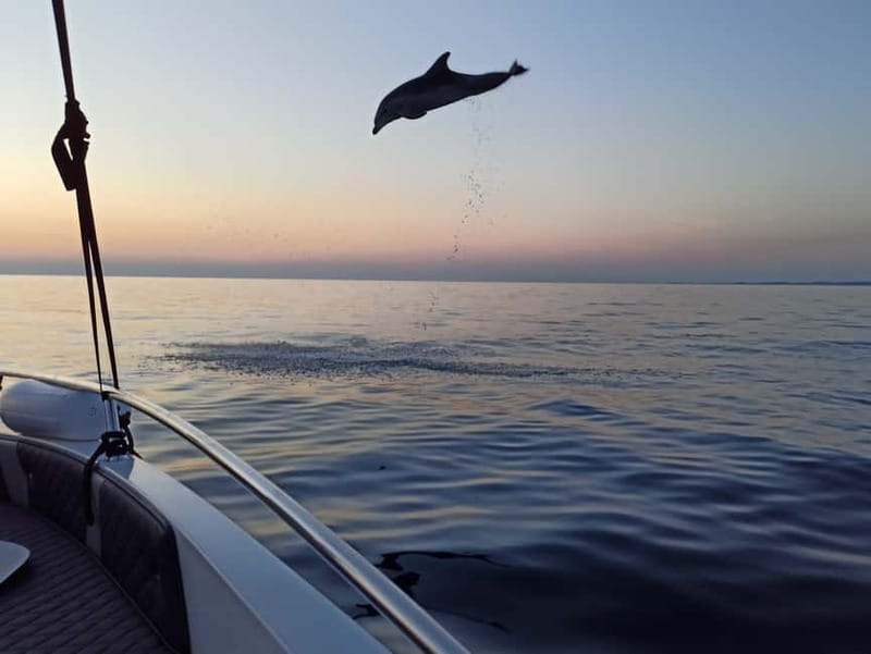 Rovinj: Dolphin Watching Sunset Speedboat Tour with Drinks - Who will enjoy this tour most?