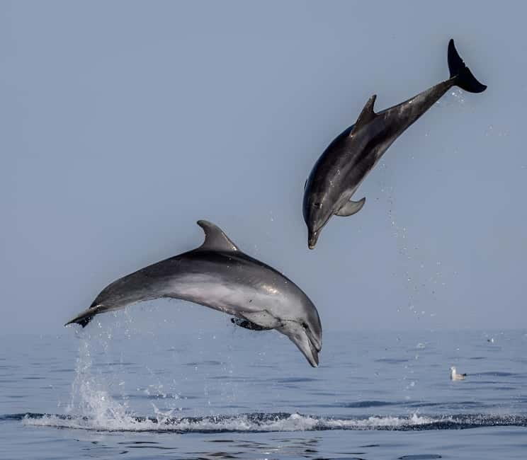 Rovinj: Dolphin Watching Sunset Speedboat Tour with Drinks - Rovinj old town from the water