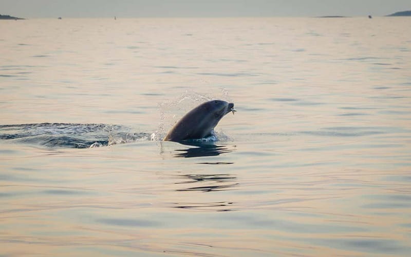 Rovinj: Dolphin Watching Sunset Speedboat Tour with Drinks - Is $72 a fair price?