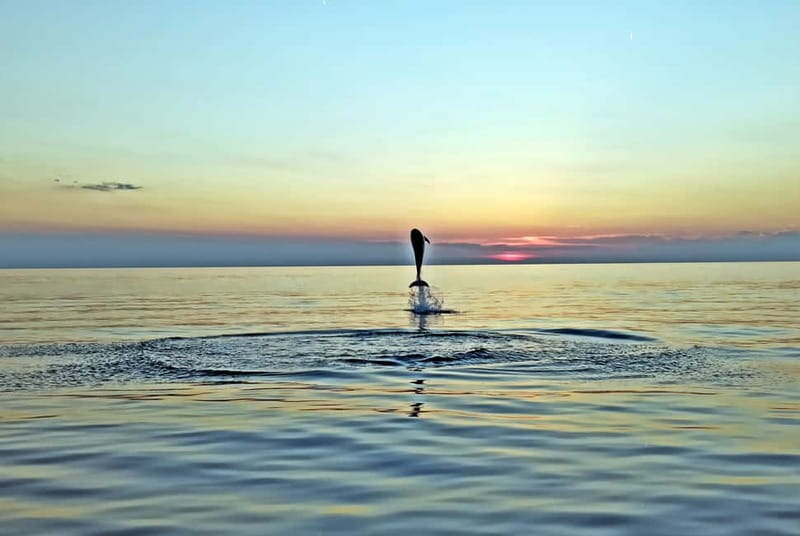 Rovinj: Dolphin Watching Sunset Speedboat Tour with Drinks - Six pickup points, but timing still matters