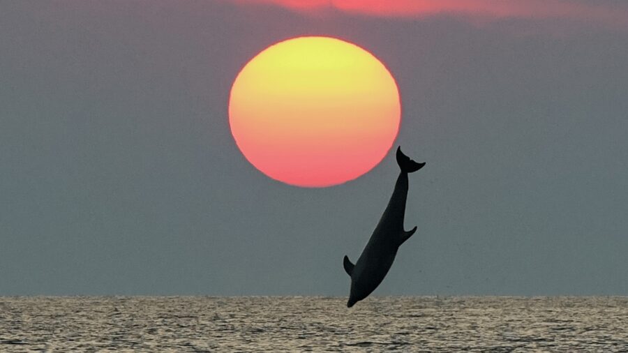 Rovinj: Family Friendly Dolphin Watching Tour - What a good dolphin encounter looks like