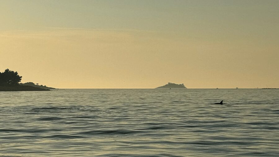 Rovinj: Family Friendly Dolphin Watching Tour - Why the sunset cruise is worth considering
