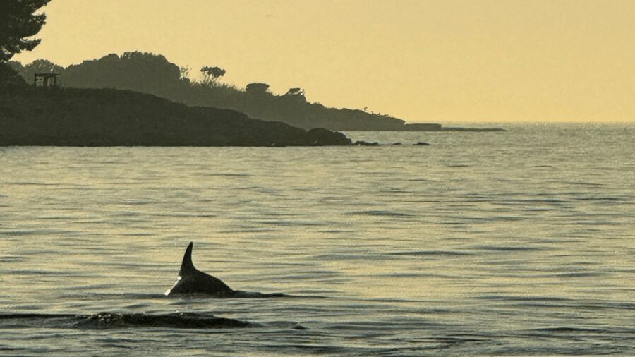 Rovinj: Family Friendly Dolphin Watching Tour - Seating, drinks, and the practical boat experience