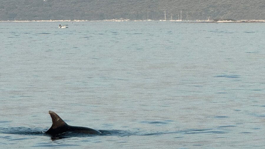 Rovinj: Family Friendly Dolphin Watching Tour - Is $57 per person good value?