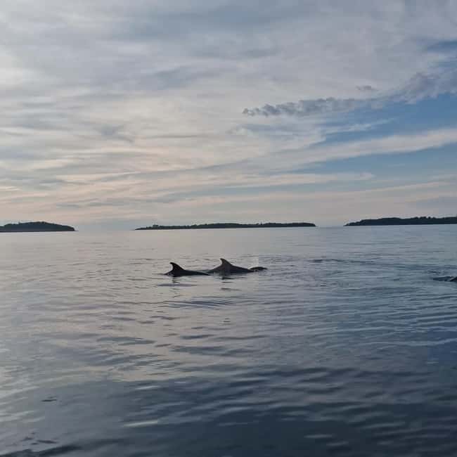 Rovinj: Shared Dolphin and Sunset Tour with Drinks - A short Rovinj outing with a clear purpose