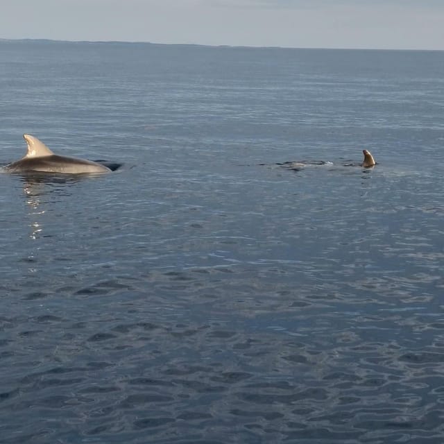 Rovinj: Shared Dolphin and Sunset Tour with Drinks - Forty-five minutes with dolphins and sunset