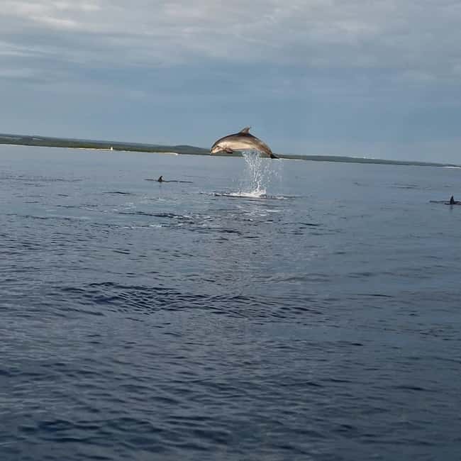 Rovinj: Shared Dolphin and Sunset Tour with Drinks - Why the small group matters