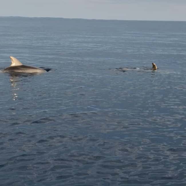 Rovinj: Shared Dolphin and Sunset Tour with Drinks - Drinks included, with no fuss