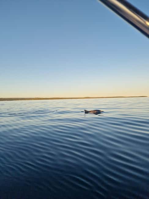 Rovinj: Shared Dolphin and Sunset Tour with Drinks - The skipper’s role makes the difference