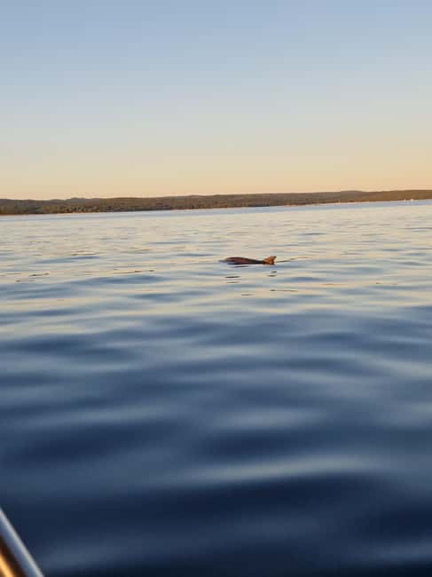 Rovinj: Shared Dolphin and Sunset Tour with Drinks - What to bring and how to prepare