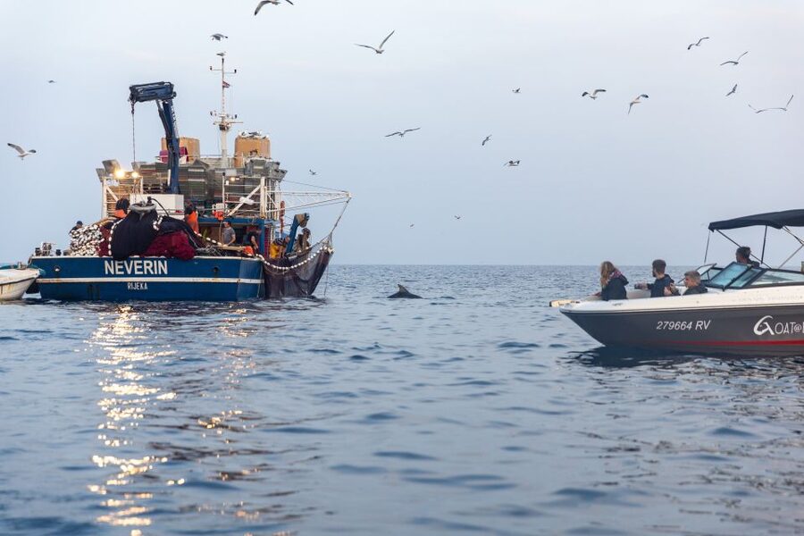 Rovinj: Sunrise Dolphins & Fishermen at Work Speedboat Tour - Who will enjoy this Rovinj tour most?
