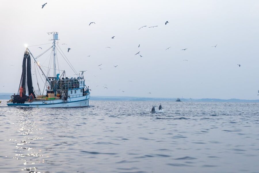 Rovinj: Sunrise Dolphins & Fishermen at Work Speedboat Tour - The small speedboat and group size