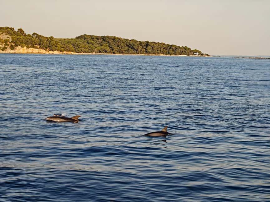 Rovinj: Sunset & dolphin group tours with Catamaran - Dolphin Watching in the Evening Light