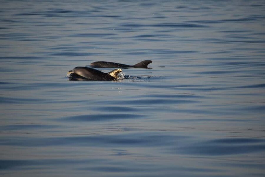 Rovinj: Sunset & dolphin group tours with Catamaran - Sunset Over Rovinj and the Harbor
