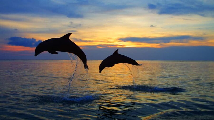 Rovinj: Sunset Speedboat Tour with Dolphin Watching - Starting at Villas Rubin near Rovinj