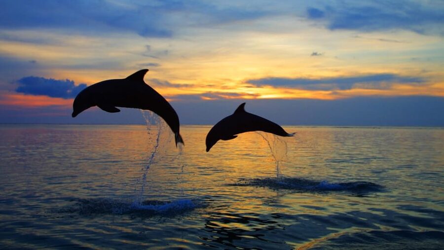 Rovinj: Sunset Speedboat Tour with Dolphin Watching - Sunset changes the mood of the ride