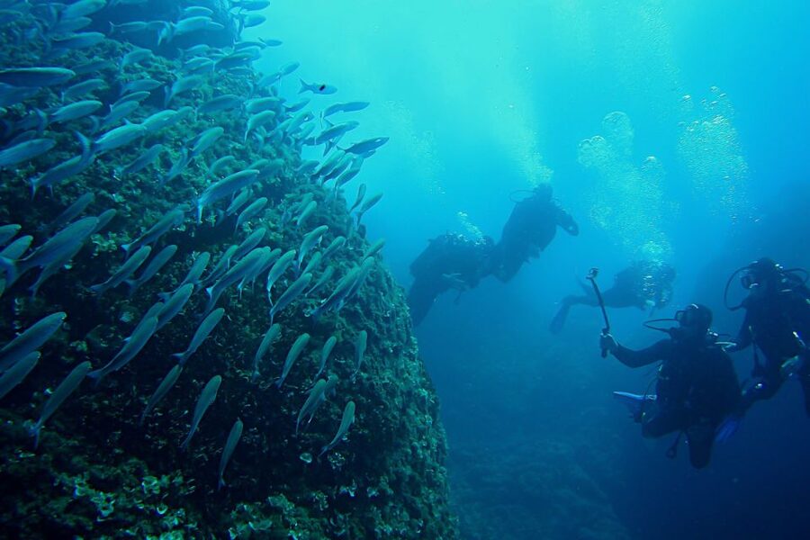 Scuba Diving in Dubrovnik: 1 Dive for Certified Divers - Who should book this experience?