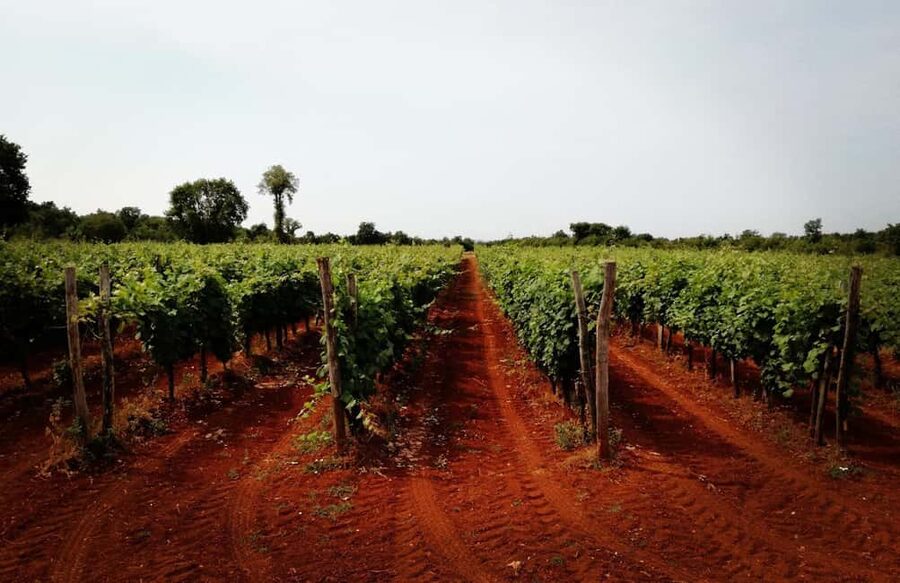 Šišan: Wine Tasting: Organic Wines of Southern Istria - Should you book this Šišan wine tasting?