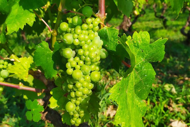Slurp of Grk Korcula Wine Tour | Wine Tasting in Lumbarda - A short vineyard walk with a local grape in focus