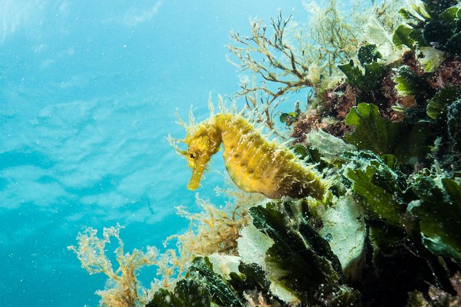 Small-Group Introductory Scuba Diving in Pula - Weather, comfort, and what to bring
