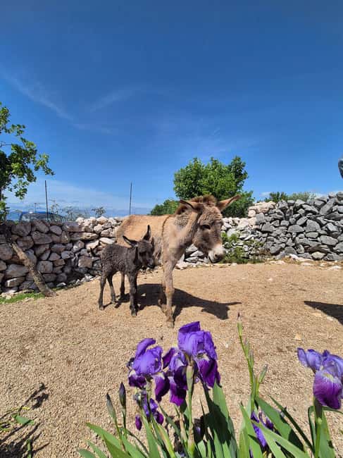 Šmrika (near Rijeka/Krk/Crikvenica) Donkey Farm Family Fun - Key things to know before you go