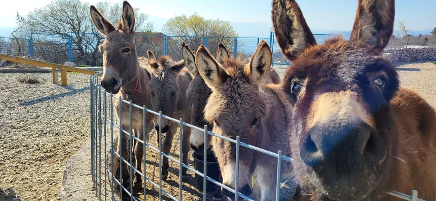 Šmrika (near Rijeka/Krk/Crikvenica) Donkey Farm Family Fun - The guided walk, old water reservoirs, and garden